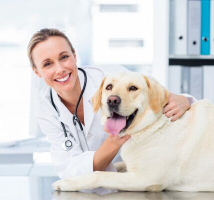 pet-hospital-services