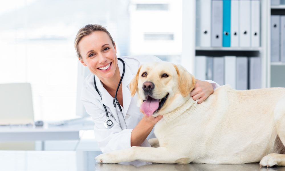 pet-hospital-services