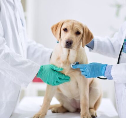 Veterinarian